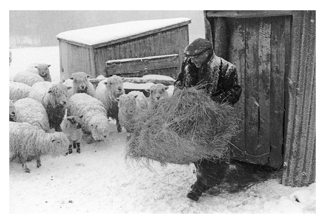 A Feed in the Blizzard by James Ravilious