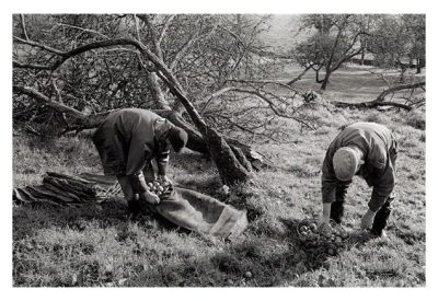Gathering Apples by James Ravilious