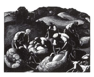 May Sheep Shearing by Clare Leighton