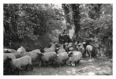 Sheep Herding by James Ravilious