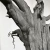 Dead Tree, Romney Marsh by Paul Nash