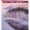 Brighton Kemp Town Starlings, Evening Star By Alej ez