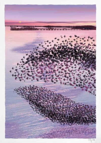 Brighton Kemp Town Starlings, Evening Star By Alej ez