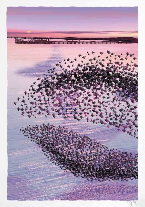 Brighton Kemp Town Starlings, Evening Star By Alej ez